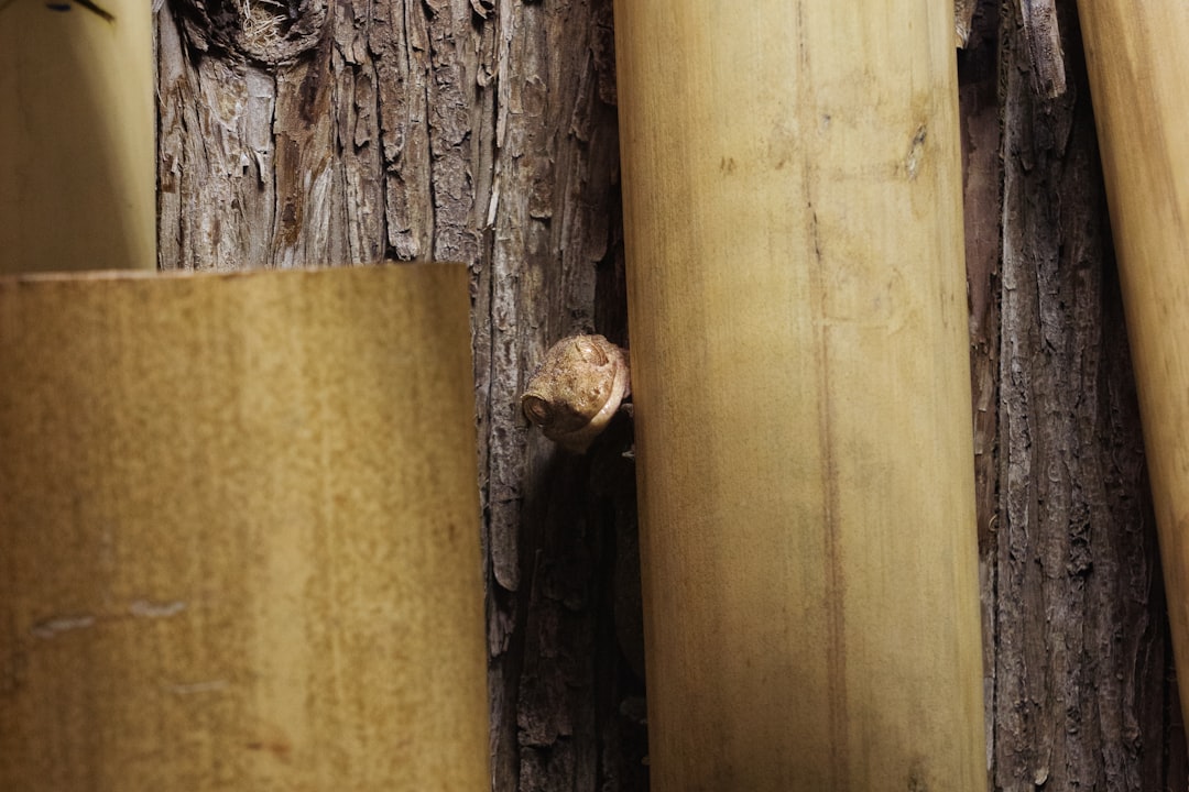 Flooring Planks (Reclaimed) — Lot 01